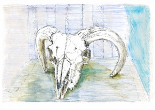 Sheep Skull - found on Yorkshire Dale - 2144