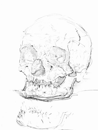 Skull (study) - 2127
