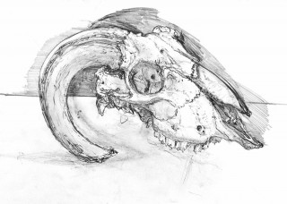 Sheep's Skull (Study) - 2143